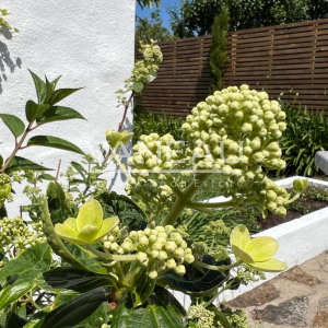Ile-d'Yeu, maison 3 chambres avec jardin