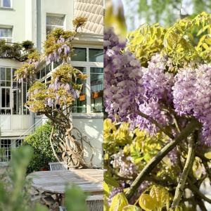 Place Brugmann : maison 6 ch + jardin orienté Sud