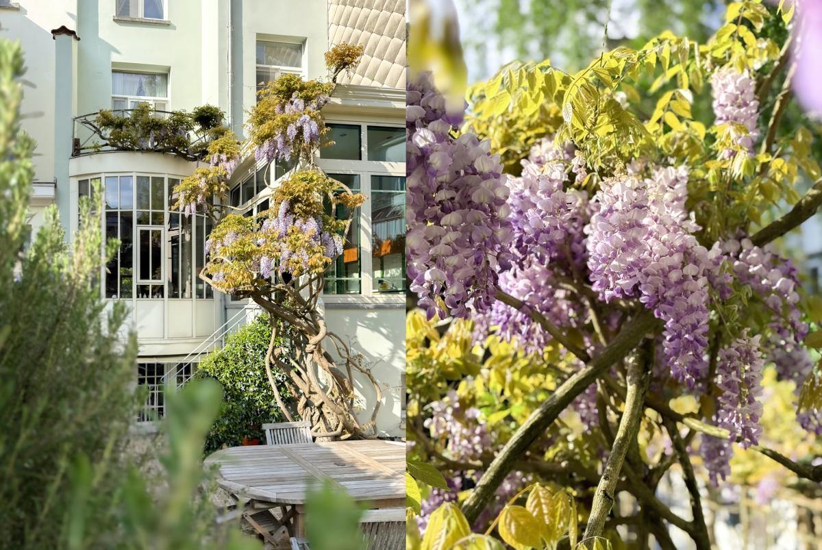 Place Brugmann : maison 6 ch + jardin orienté Sud